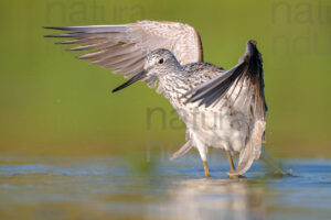Photos of Common Greenshank (Tringa nebularia)