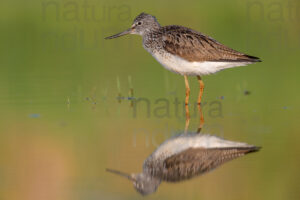Photos of Common Greenshank (Tringa nebularia)
