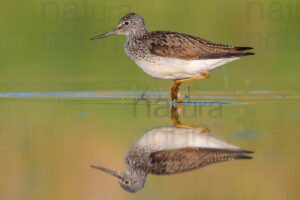 Photos of Common Greenshank (Tringa nebularia)