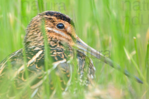 Photos of Common Snipe (Gallinago gallinago)