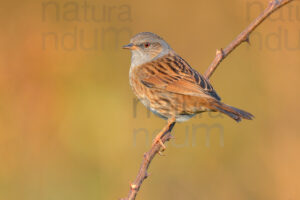 Photos of Dunnock (Prunella modularis)