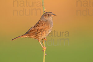 Photos of Dunnock (Prunella modularis)