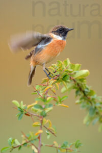Photos of European Stonechat (Saxicola rubicola)