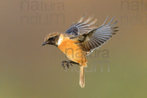 Photos of European Stonechat (Saxicola rubicola)