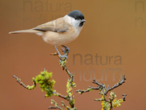 Foto di Cincia bigia (Poecile palustris)