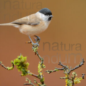 Foto di Cincia bigia (Poecile palustris)