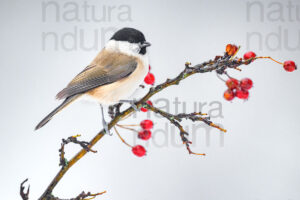 Photos of Marsh Tit (Poecile palustris)