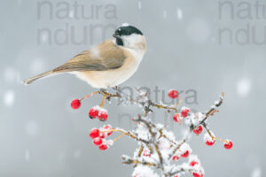 Foto di Cincia bigia (Poecile palustris)
