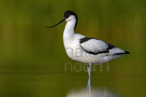 Photos of Pied Avocet (Recurvirostra avosetta)