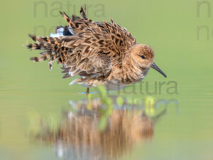 Photos of Ruff (Calidris pugnax)