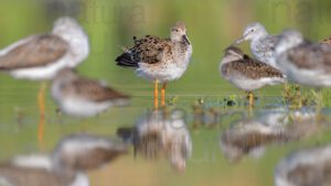 Photos of Ruff (Calidris pugnax)