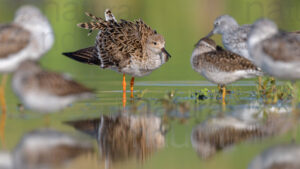 Photos of Ruff (Calidris pugnax)