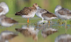 Photos of Ruff (Calidris pugnax)