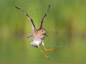 Photos of Ruff (Calidris pugnax)