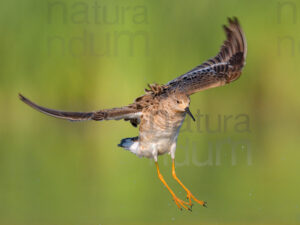 Photos of Ruff (Calidris pugnax)