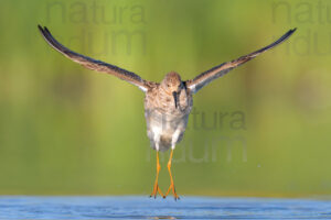 Photos of Ruff (Calidris pugnax)