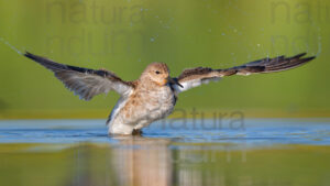Photos of Ruff (Calidris pugnax)
