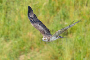 Photos of Short-toed snake eagle (Circaetus gallicus)