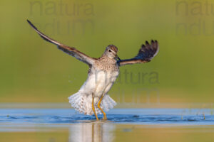 Photos of Wood Sandpiper (Tringa glareola)