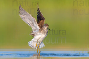 Photos of Wood Sandpiper (Tringa glareola)