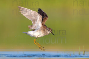 Photos of Wood Sandpiper (Tringa glareola)