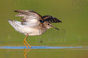 Photos of Wood Sandpiper (Tringa glareola)