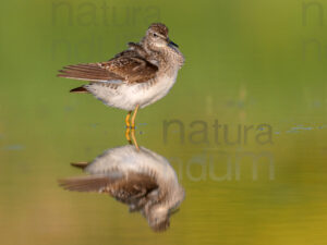 Photos of Wood Sandpiper (Tringa glareola)