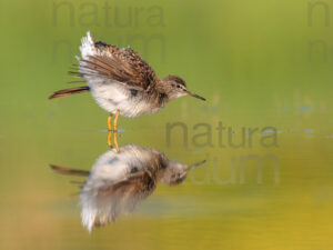 Photos of Wood Sandpiper (Tringa glareola)