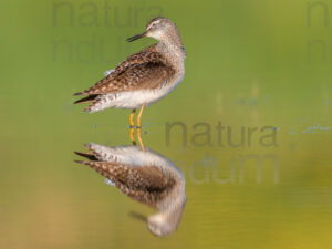 Photos of Wood Sandpiper (Tringa glareola)