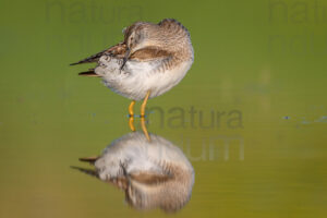 Photos of Wood Sandpiper (Tringa glareola)