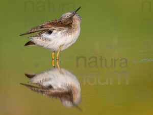 Photos of Wood Sandpiper (Tringa glareola)