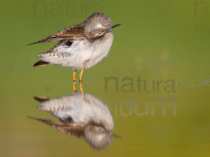 Photos of Wood Sandpiper (Tringa glareola)