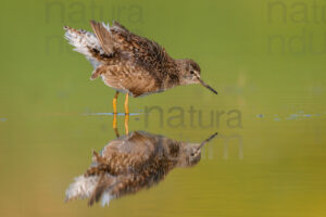 Photos of Wood Sandpiper (Tringa glareola)
