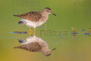 Photos of Wood Sandpiper (Tringa glareola)