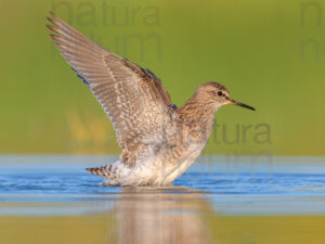 Photos of Wood Sandpiper (Tringa glareola)