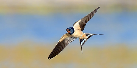 foto di passeriformi