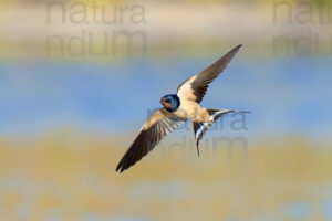 Foto di Rondine comune (Hirundo rustica)
