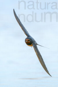 Foto di Rondine comune (Hirundo rustica)