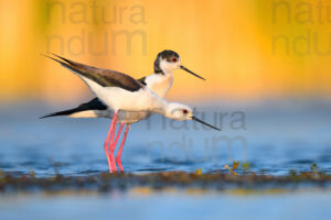 Foto di Cavaliere d'Italia (Himantopus himantopus)