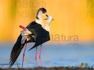 Foto di Cavaliere d'Italia (Himantopus himantopus)