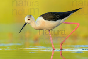 Foto di Cavaliere d'Italia (Himantopus himantopus)