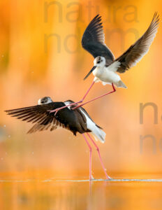 Foto di Cavaliere d'Italia (Himantopus himantopus)