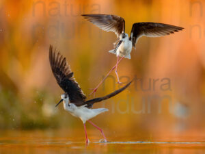 Foto di Cavaliere d'Italia (Himantopus himantopus)