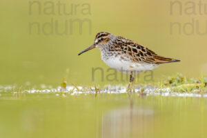 Foto di Gambecchio frullino (Calidris falcinellus)