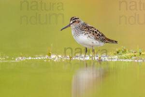 Photos of Broad-billed Sandpiper (Calidris falcinellus)