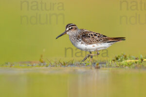Foto di Gambecchio frullino (Calidris falcinellus)