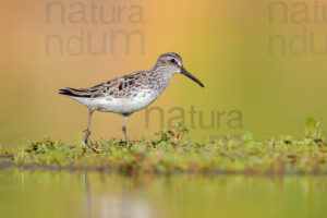 Photos of Broad-billed Sandpiper (Calidris falcinellus)