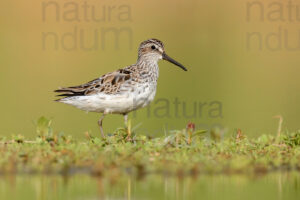 Foto di Gambecchio frullino (Calidris falcinellus)
