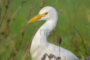Foto di Airone guardabuoi (Bubulcus ibis)