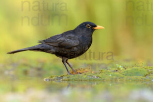Foto di Merlo (Turdus merula)